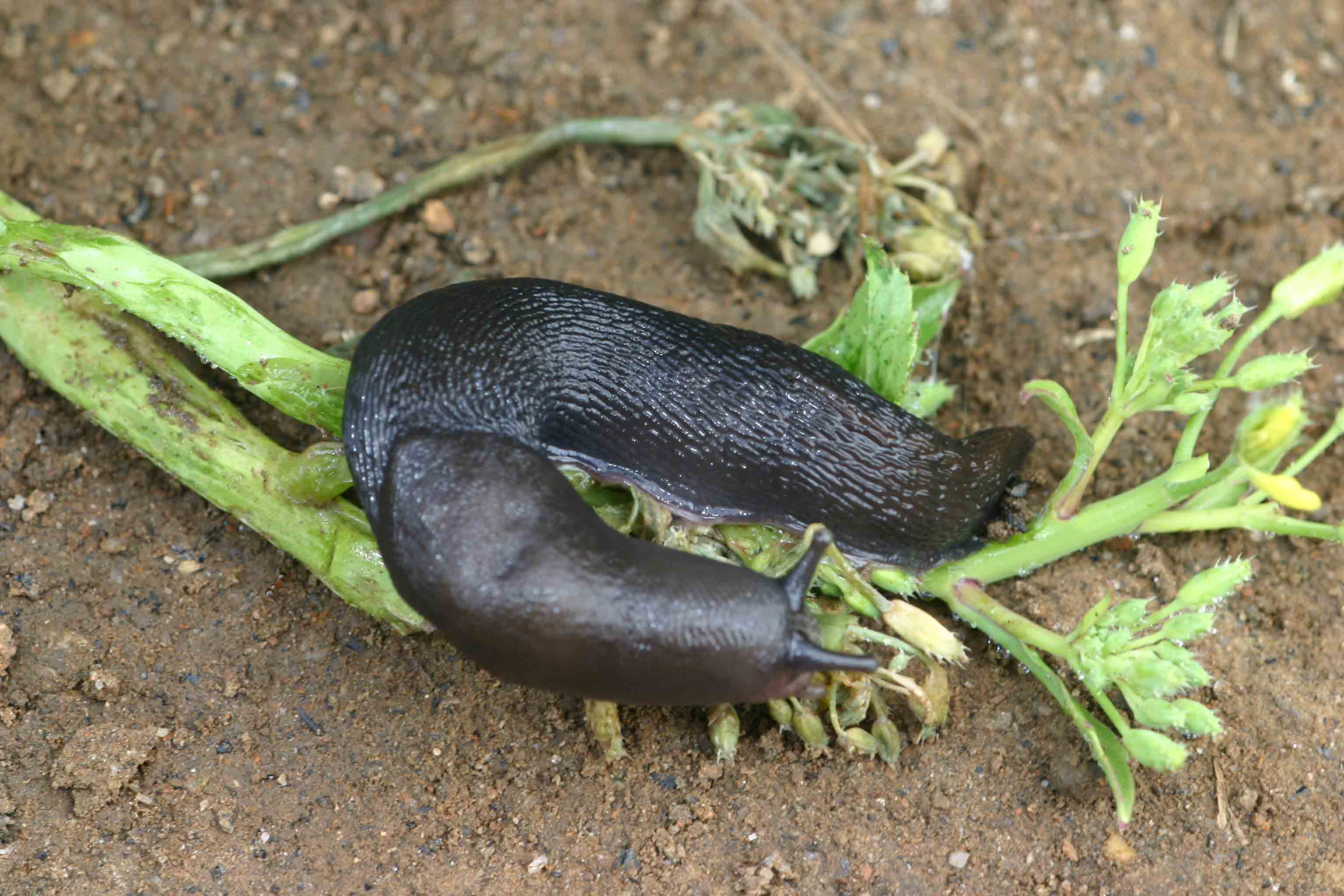 Limax da determinare:  forse corsicus-gruppo